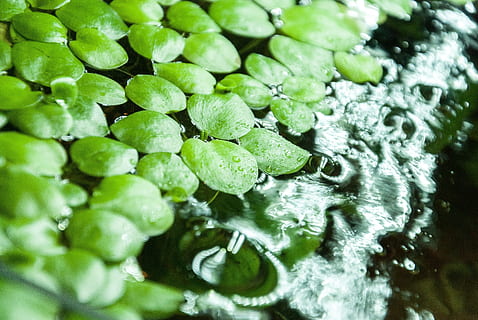 plant, leaf, nature, frogbit, limnobium laevigatum, aquarium HD wallpaper