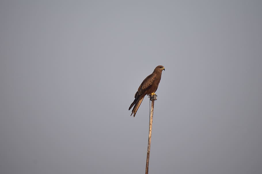 kite, basking, looking for prey, bird, predator, animal wildlife HD wallpaper