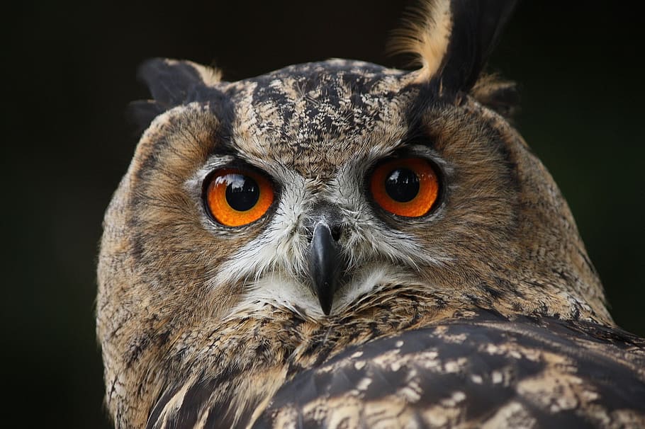 brown and black owl, waldkautz, nocturnal, bird, falconry, animal