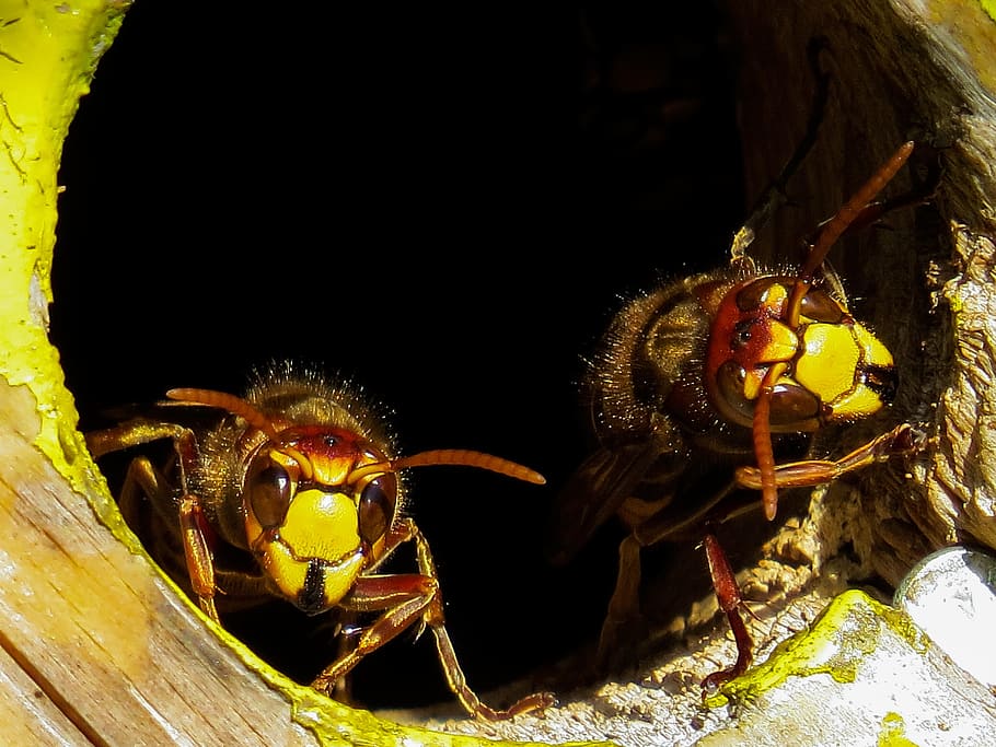 closeup photo of bees, animals, hornets, insect, nest, hornissennest