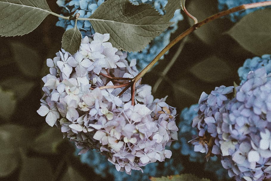 Hydrangea colours, white and blue flowers, petal, blossom, in bloom HD wallpaper