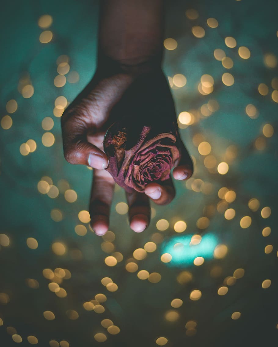 person holding red petaled flower in bokeh photography, person holding red rose HD wallpaper