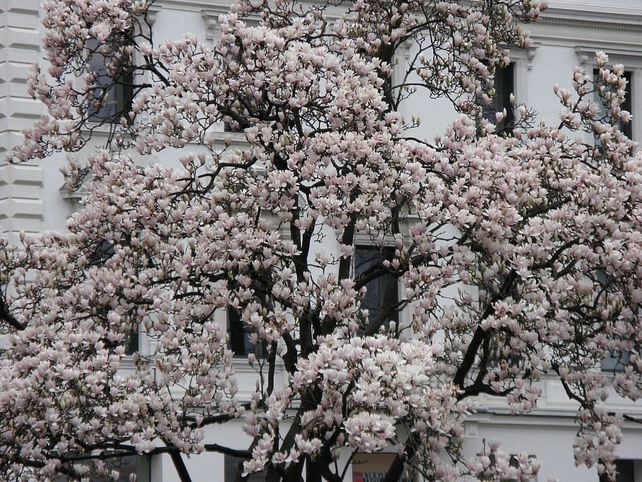 white splendour, flowers, spring, plant, flowering plant, tree HD wallpaper