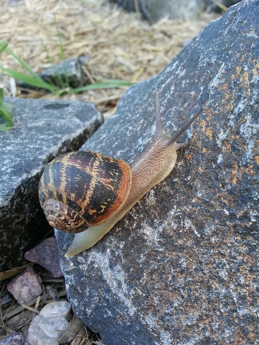 snail, shell, animal, rock, spiral, slimy, garden, nature, animal Shell HD wallpaper