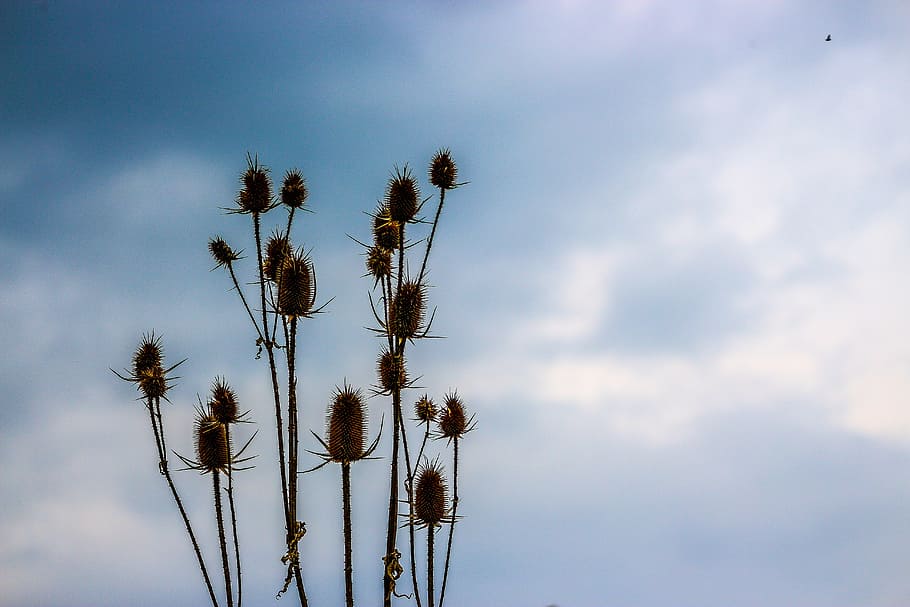 plant, nature, spring, botany, branch, sky, blue, flower, leaf HD wallpaper