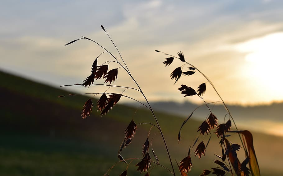 grasses, nature, back light, meadow, plant, blade of grass HD wallpaper