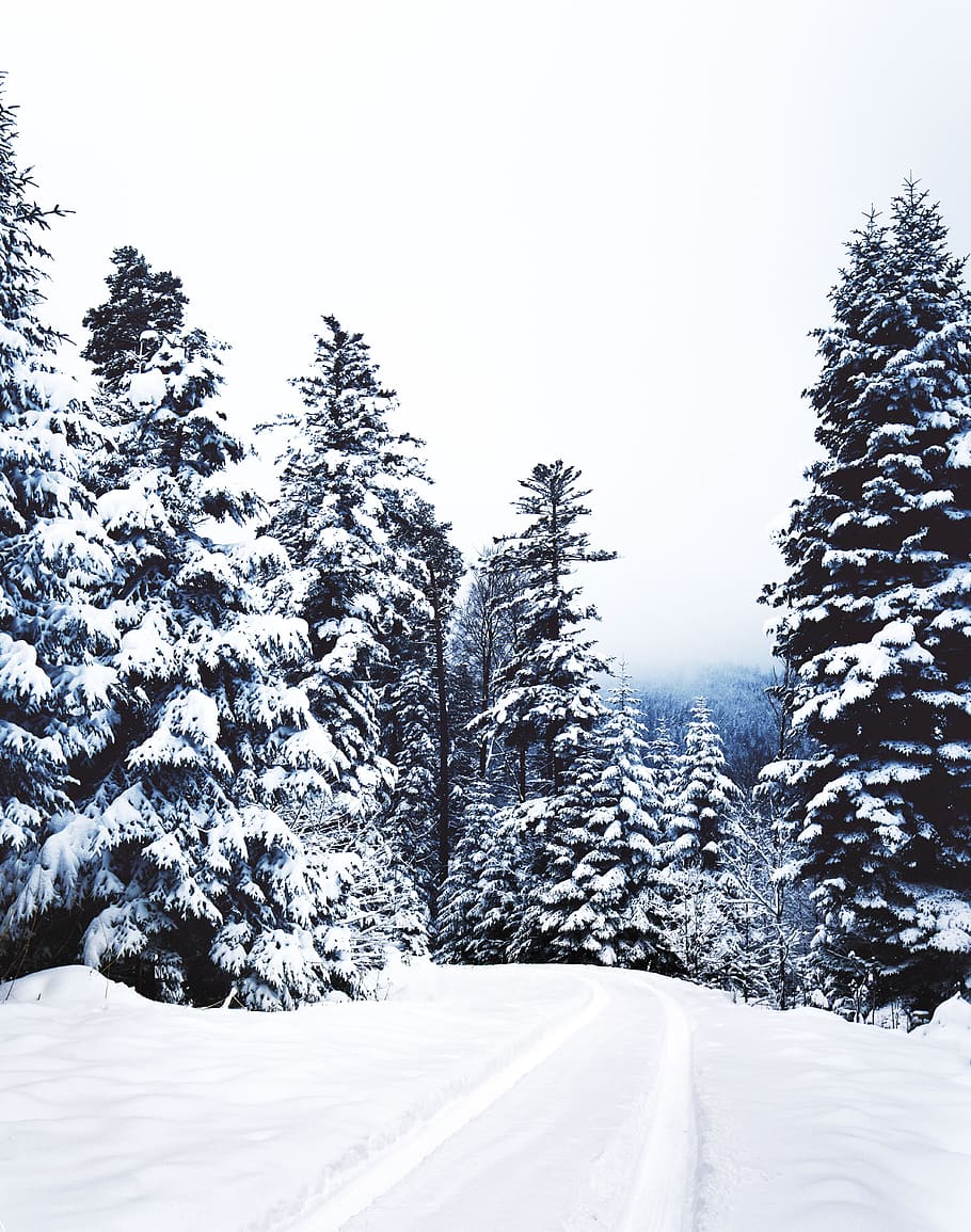 nature, snow, winter, cold, weather, travel, adventure, trees HD wallpaper