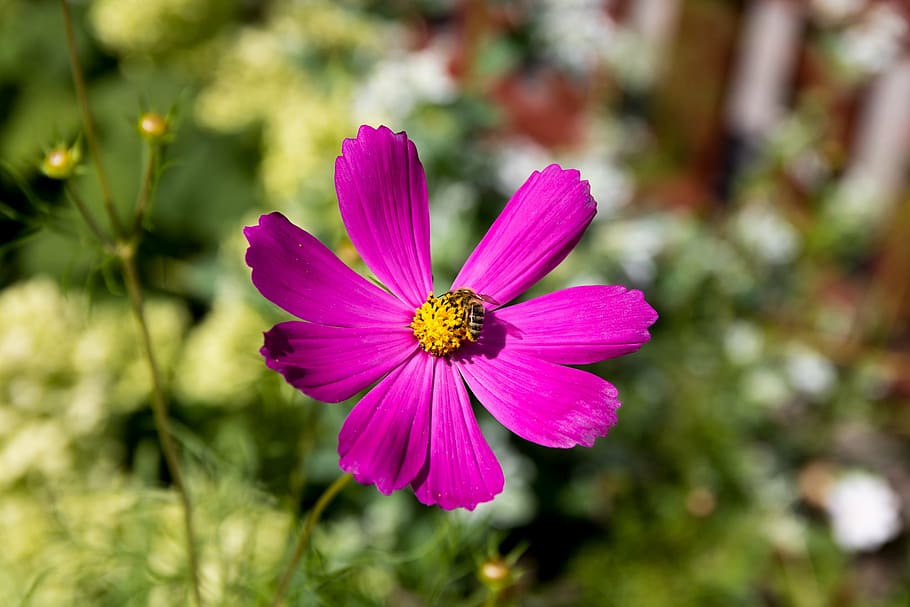 bee, flower, macro, summer, nature, insect, pollination, pollen HD wallpaper