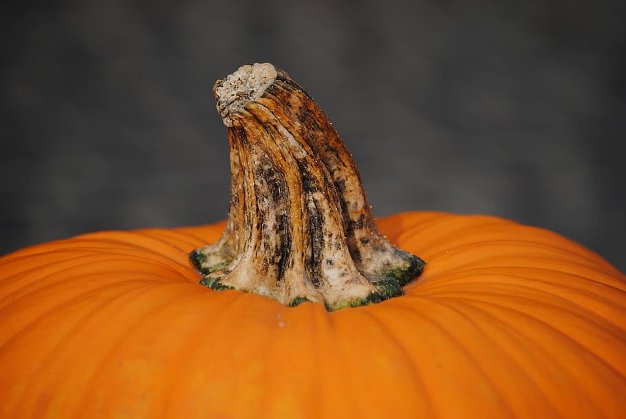 pumpkin, autumn, orange, orange color, food and drink, close-up HD wallpaper