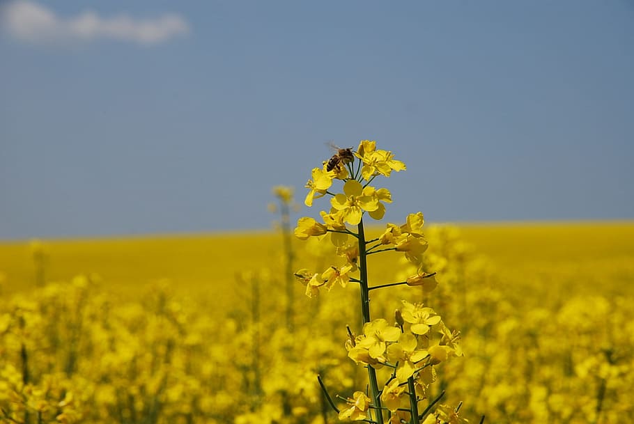 Yellow, Nature, Colza, Field, Plant, Seed, colza field, bee, HD wallpaper