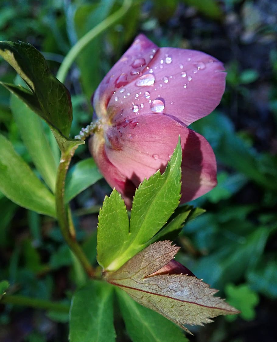 raindrops, flower, garden nature, spring, leaf, plant part HD wallpaper
