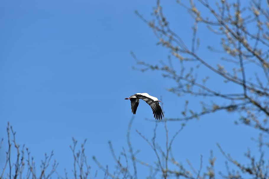 Stork, Fly, Black White, sky, bill, rattle stork, white stork HD wallpaper