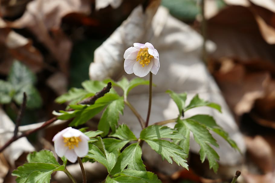 nature, flower, waldanemone, spring, wild flower, plant, flowering plant HD wallpaper