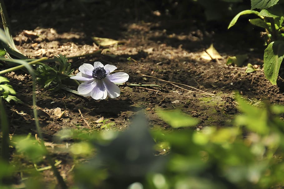 flower, violet, nature, alone, plant, flowering plant, growth HD wallpaper