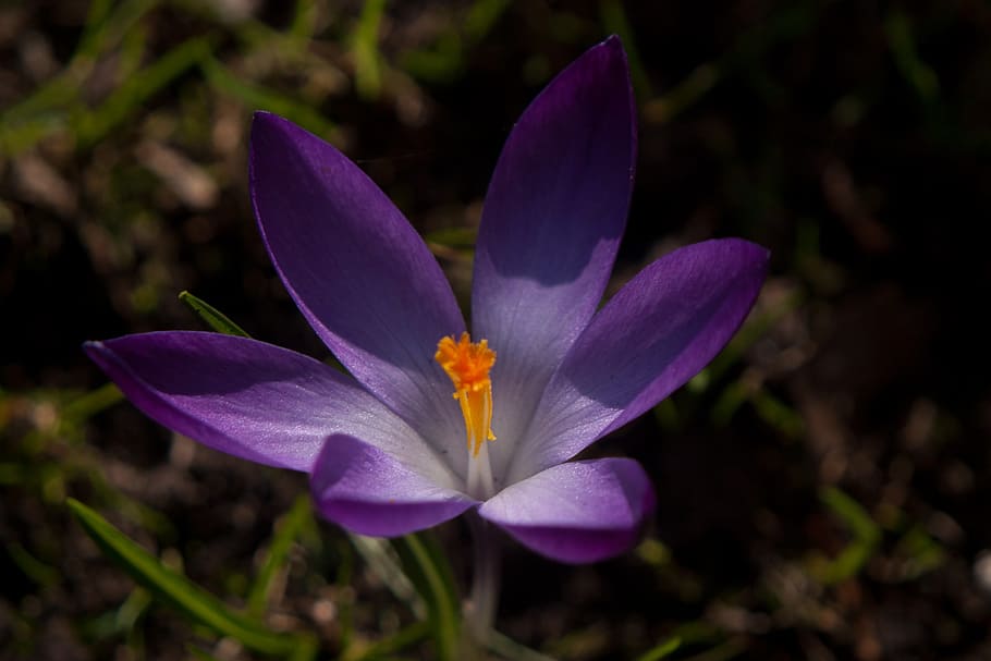 flower, macro, nature, flowering plant, petal, freshness, vulnerability HD wallpaper