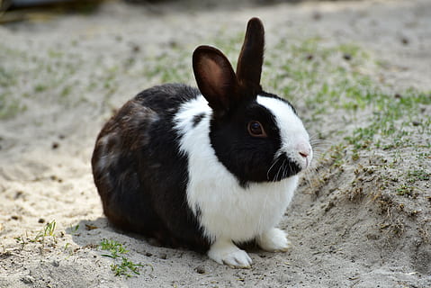 macro shot of black and white rabbit, hare, small hare, animal HD wallpaper