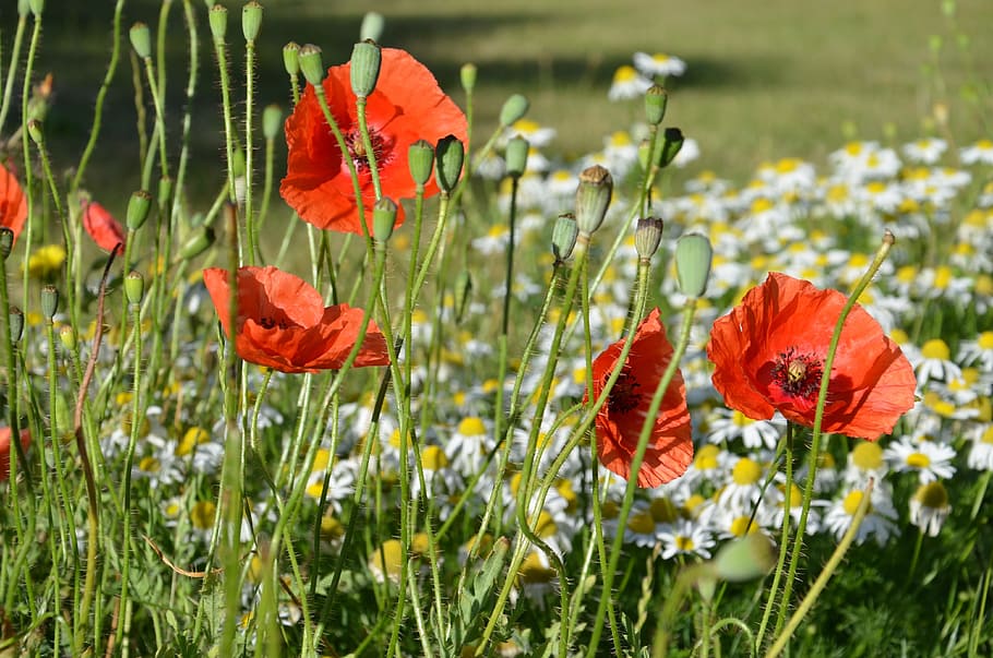 poppies, wild, summer flowers, floral, plants, natural, blossom, HD wallpaper