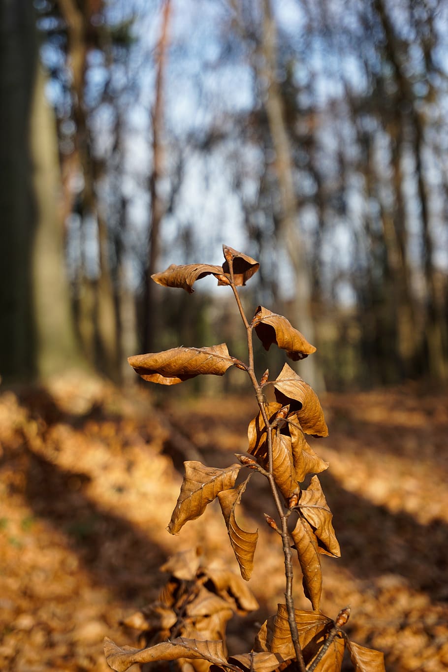 autumn, forest, foliage, sprig, dry leaves, autumn leaves, sunny day HD wallpaper