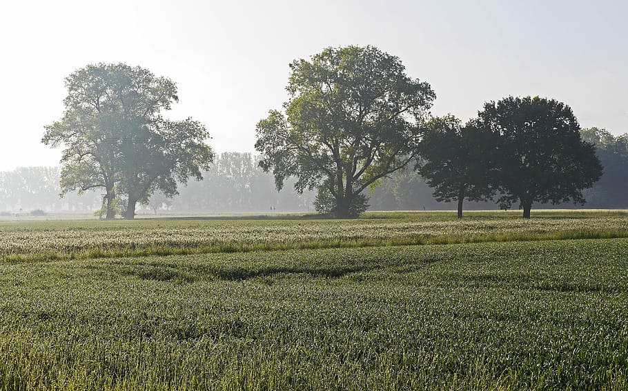 Early Extractor, Münsterland, parklandschaft, cereal fields, HD wallpaper