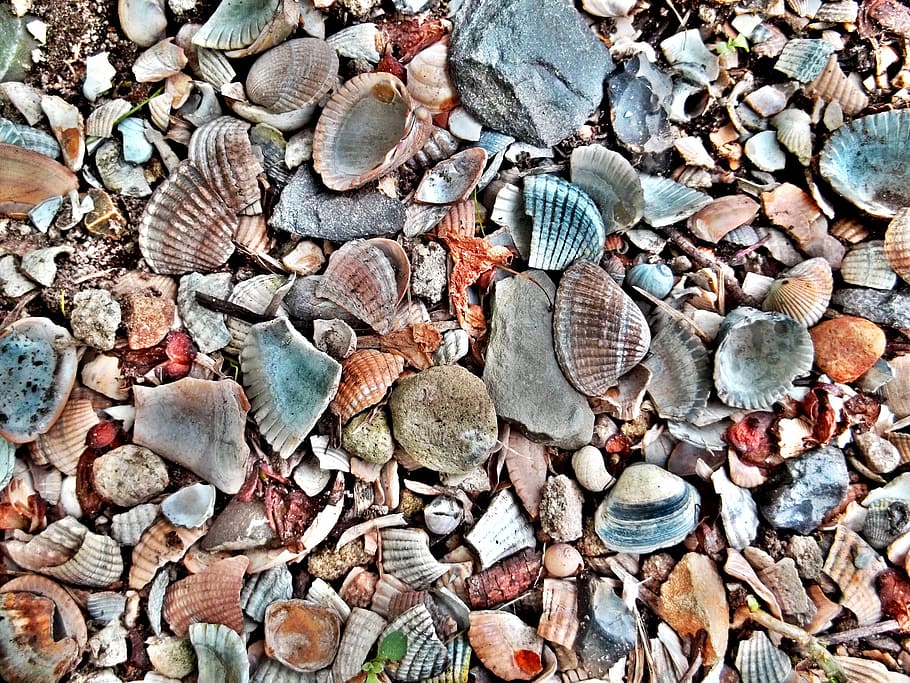 assorted seashell lot, mussels, shells, shellfish, mussel shells, HD wallpaper