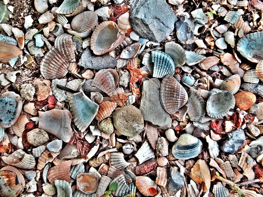 assorted seashell lot, mussels, shells, shellfish, mussel shells HD wallpaper