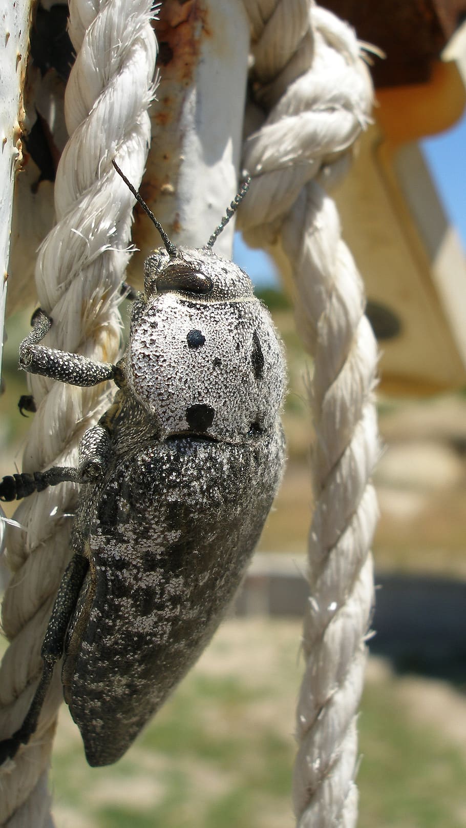 turkey, beetle, nature, insect, focus on foreground, close-up HD wallpaper