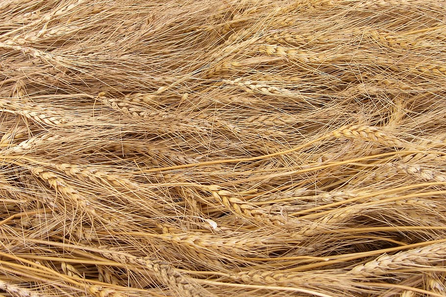 stack of ferns, wheat grass, crop, golden, ear, pattern, texture