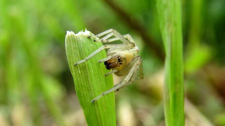 spider, macro, arthropod, insect, fauna, animal wildlife, animal themes HD wallpaper