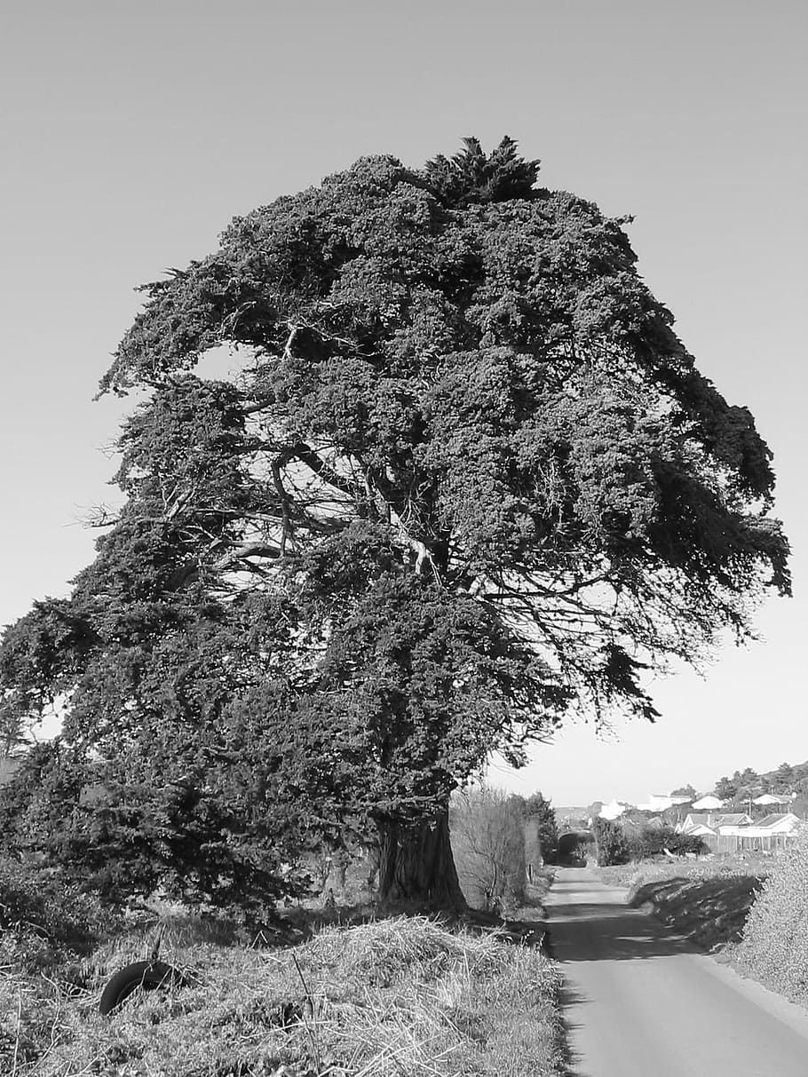 Old, Tree, Black, White, Single, Road, rock - object, nature HD wallpaper
