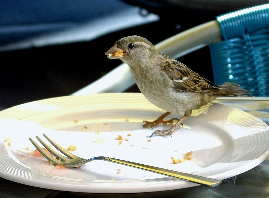 foraging, sparrow, bird, plate, animal, animal themes, eating utensil, HD wallpaper