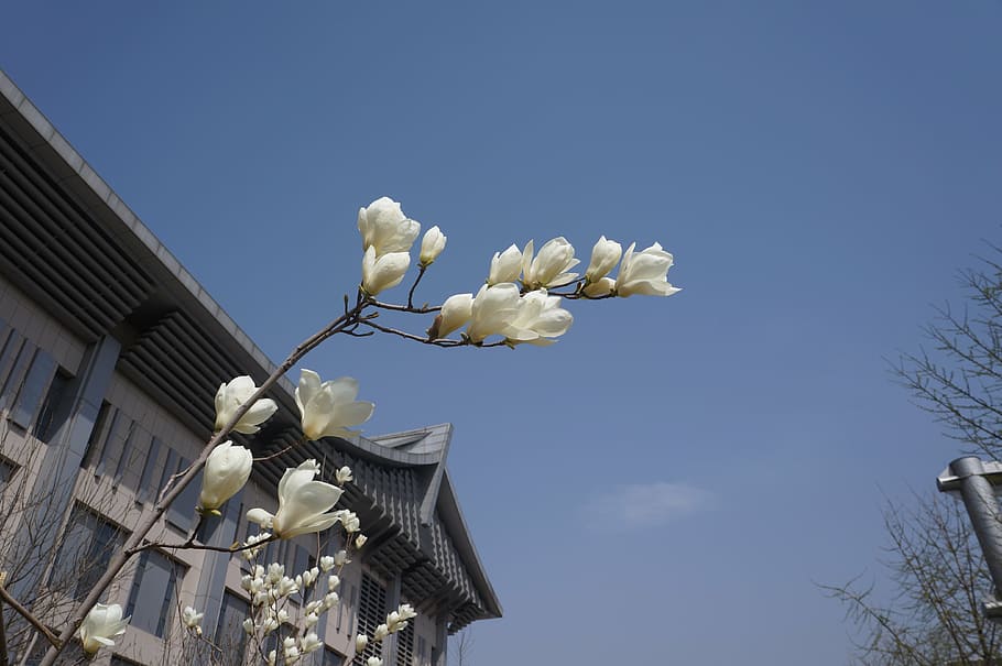 peach blossom, blue sky, spring, plant, flowering plant, low angle view HD wallpaper