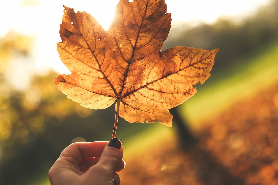person holding maple leaf, person holding brown maple leaf, autumn HD wallpaper