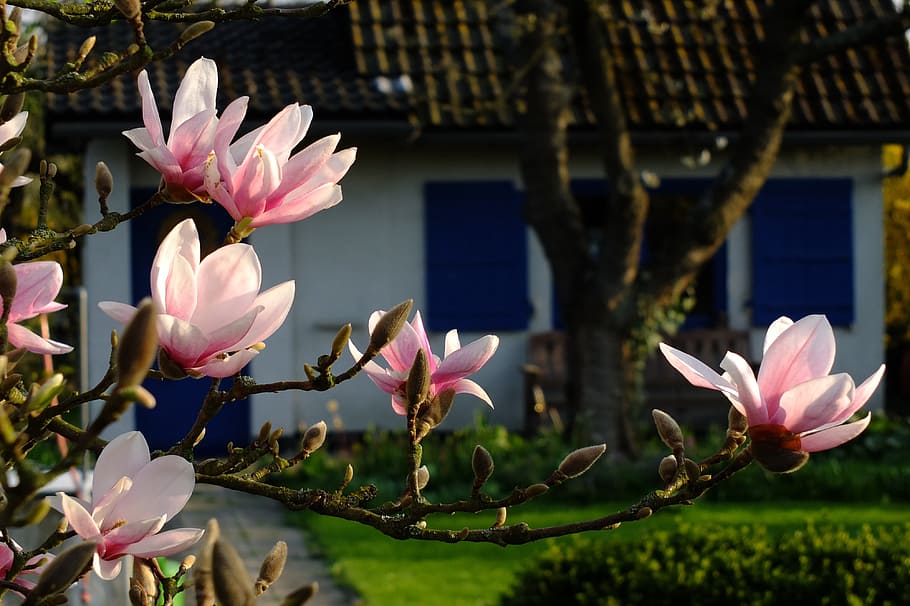 pink petaled plant photography, magnolia, flowers, spring, may HD wallpaper