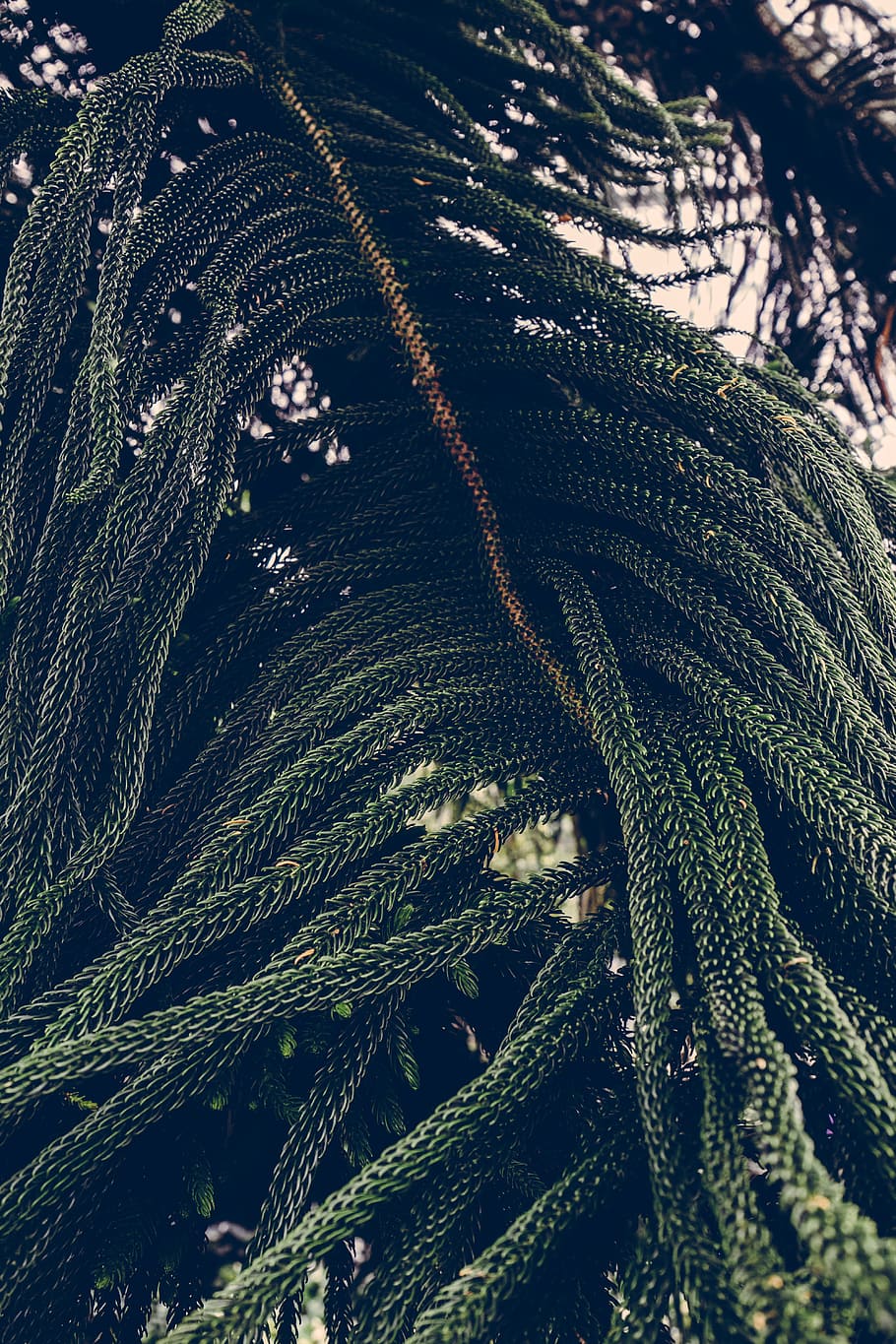 nature, branches, plant, blur, botanical, close-up, environment HD wallpaper