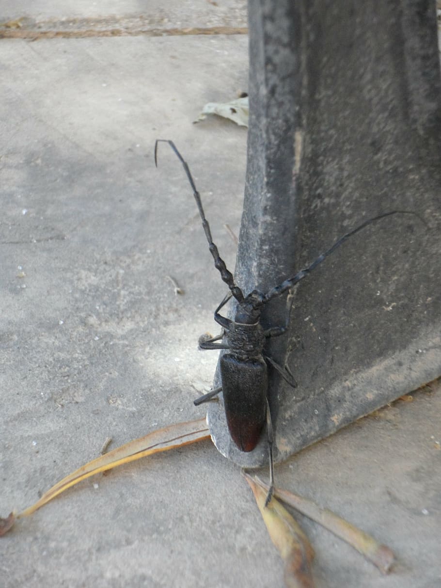 crawl, climb, beetle, insect, probe, long probe, invertebrate HD wallpaper