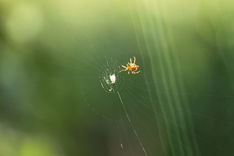 spider, cobweb predator, prey, spider web, animal themes, fragility HD wallpaper