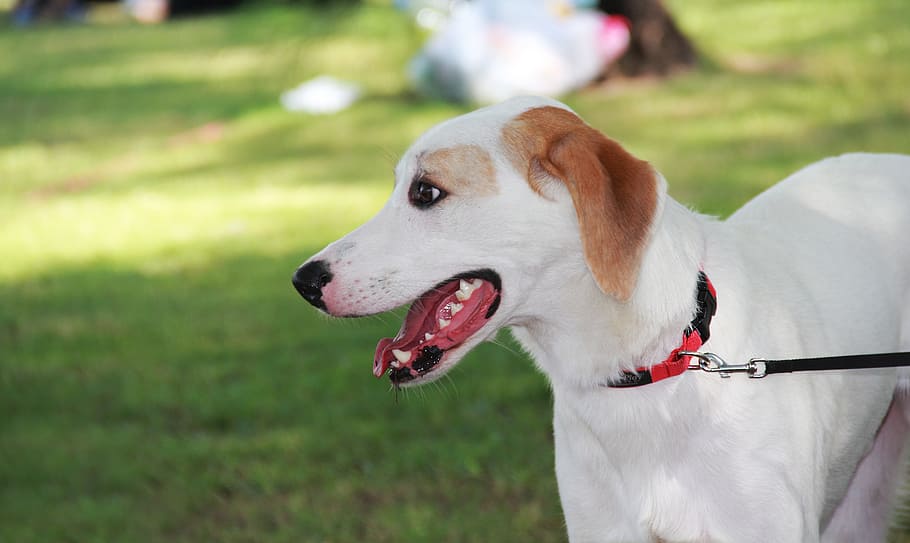 walking, with, dog, animals, friday, one animal, pets, domestic HD wallpaper