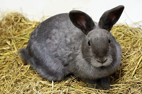 gray rabbit on brown hay, bunny, easter, animal, cute, pet HD wallpaper