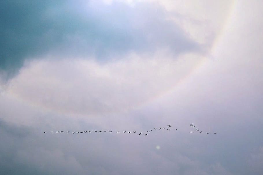 birds flying near clouds, flight, water bird, swarm, nature, sky, HD wallpaper