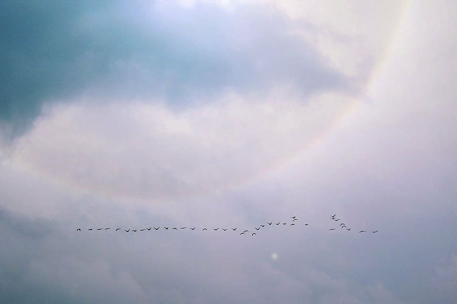 birds flying near clouds, flight, water bird, swarm, nature HD wallpaper