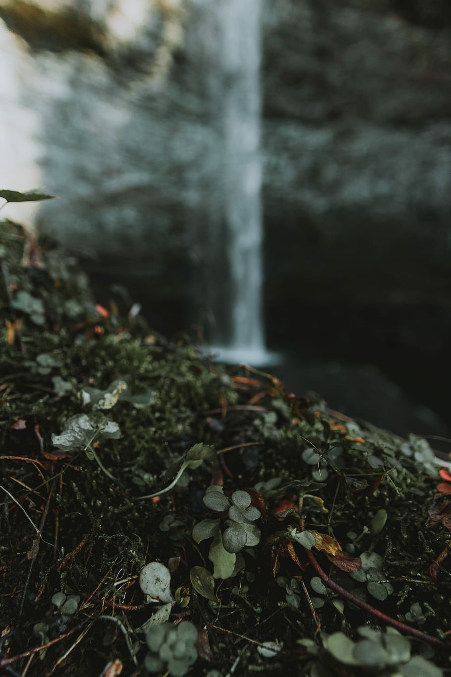 green leafed plant near waterfalls, green grass near water fall HD wallpaper