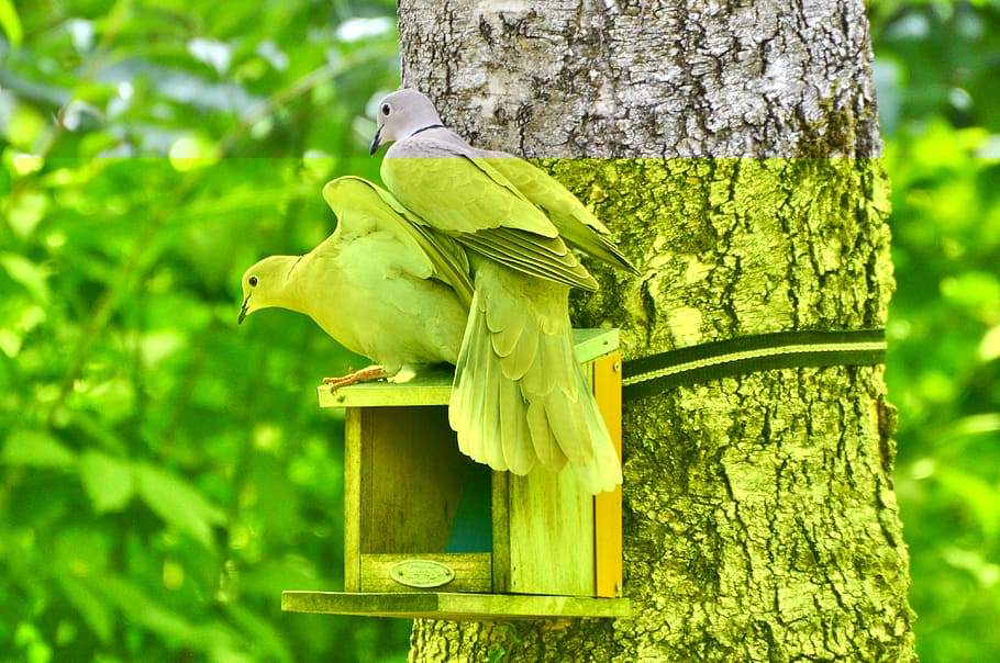 Dove, Collared, Bird, Poultry, foraging, animal, animal world HD wallpaper