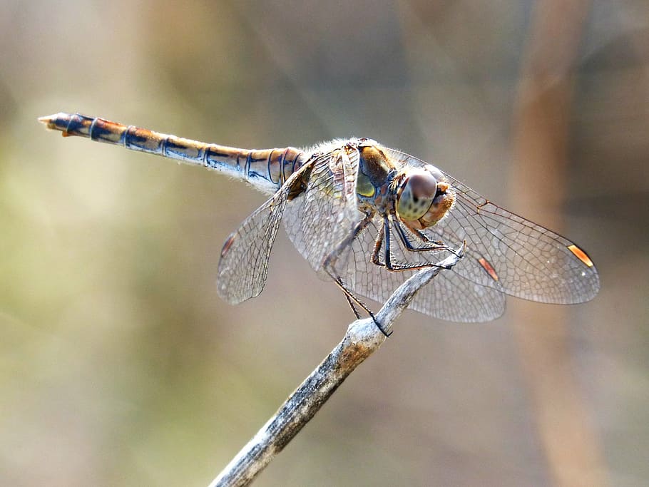 dragonfly, look, insect, wings, animal themes, invertebrate HD wallpaper