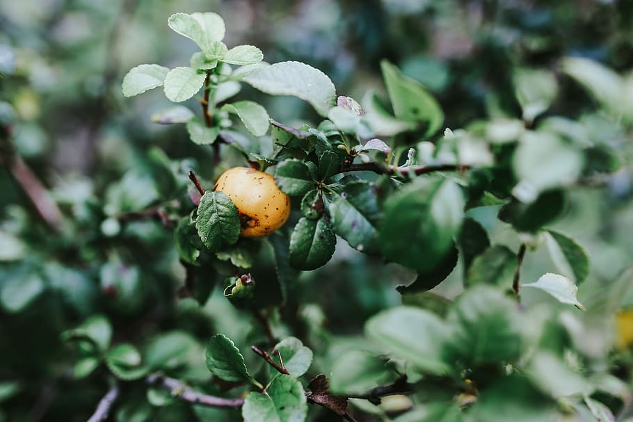 Close-ups of leaves on trees, closeup, green, branch, fruit, nature HD wallpaper