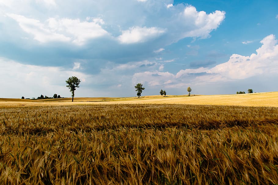 green grass field under white and blue sky during daytime, brown plant field under blue sky HD wallpaper
