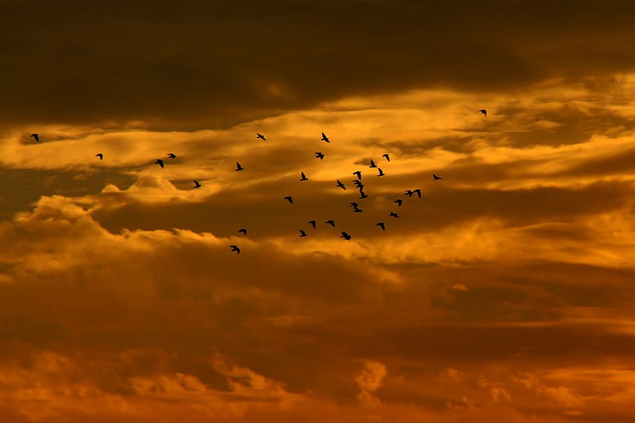 sunset, sky, cloud, birds, red, animal themes, cloud - sky HD wallpaper