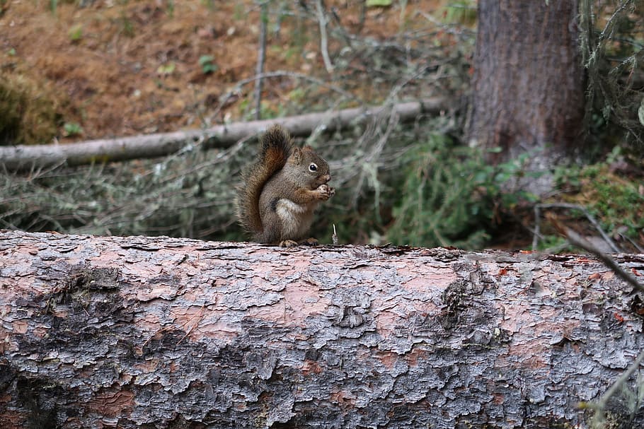 chipmunk, log, nut, canada, national park, animal, animal wildlife HD wallpaper
