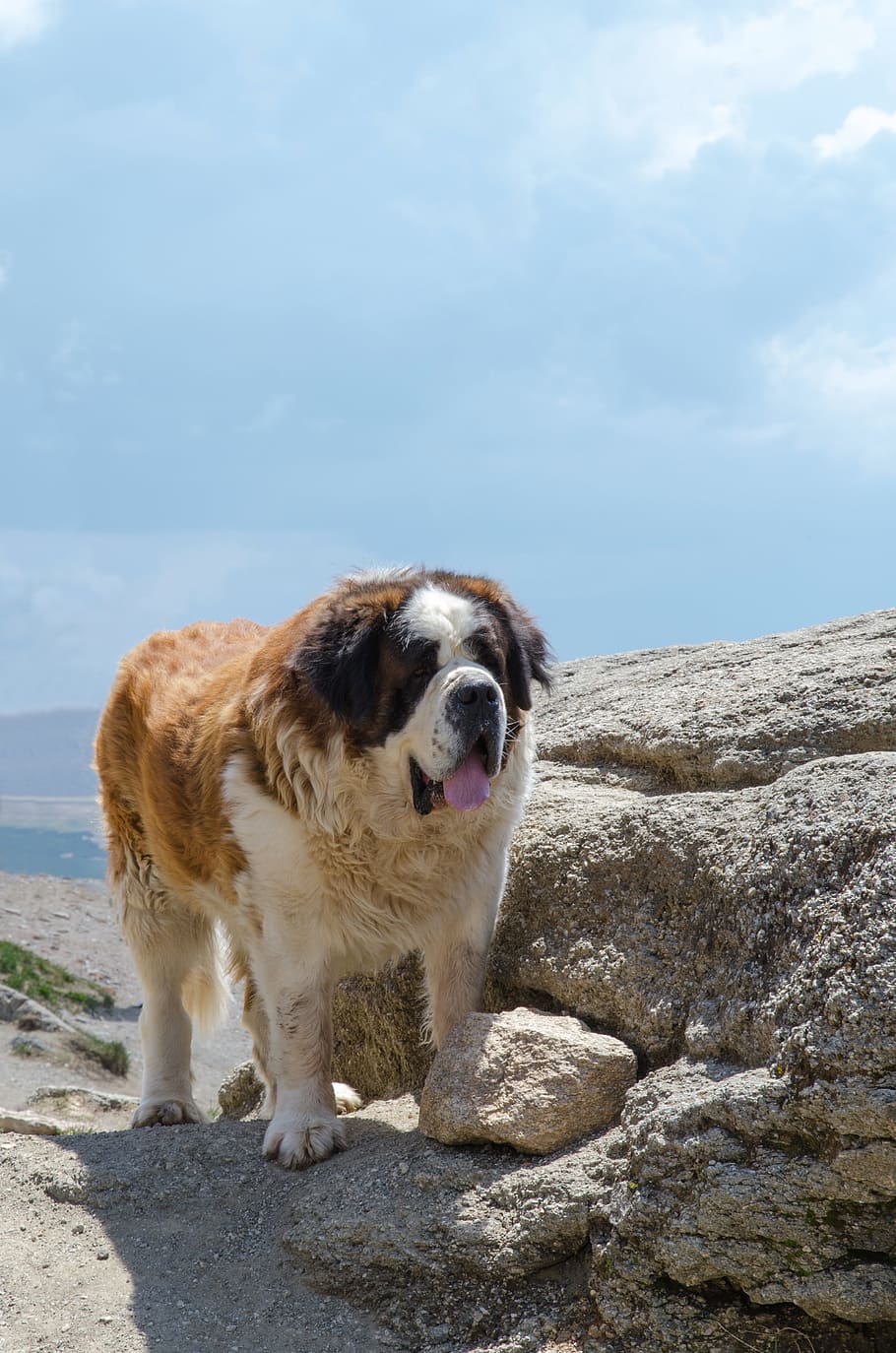 caucasian, shepherd, dog, one animal, mammal, animal themes HD wallpaper