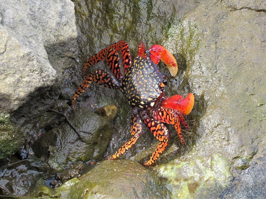 crab, crustaceans, red, animal wildlife, animal themes, animals in the wild HD wallpaper