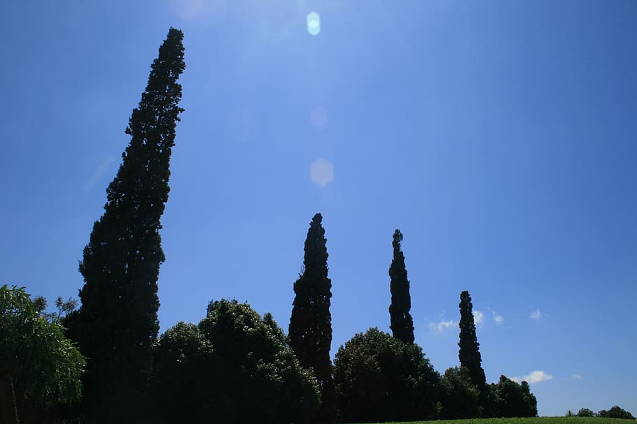 cypress trees, tall, slender, sky, blue, plant, growth, no people HD wallpaper
